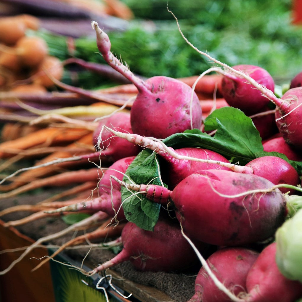 Organic Radish Seeds - China Rose