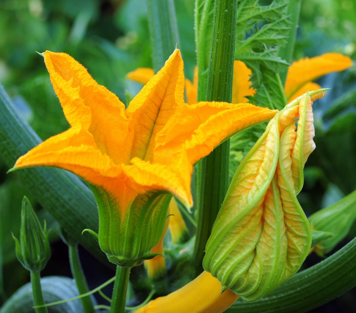 yellow courgette or zuccini flower 