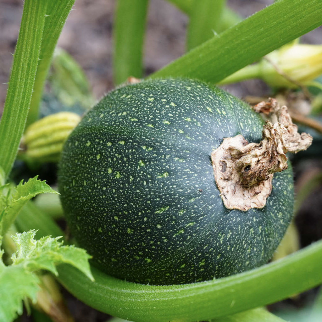 an dark green round courgette, speckled with yellow flecks