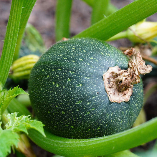 an dark green round courgette, speckled with yellow flecks