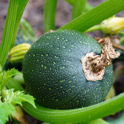 an dark green round courgette, speckled with yellow flecks