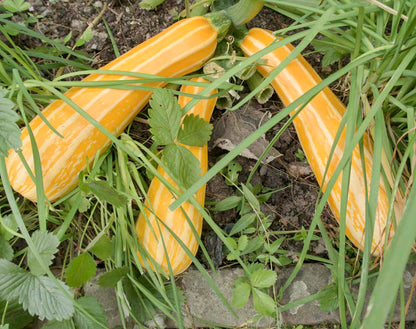 three yellow with white striped courgetts from sunstripe seeds grown organically