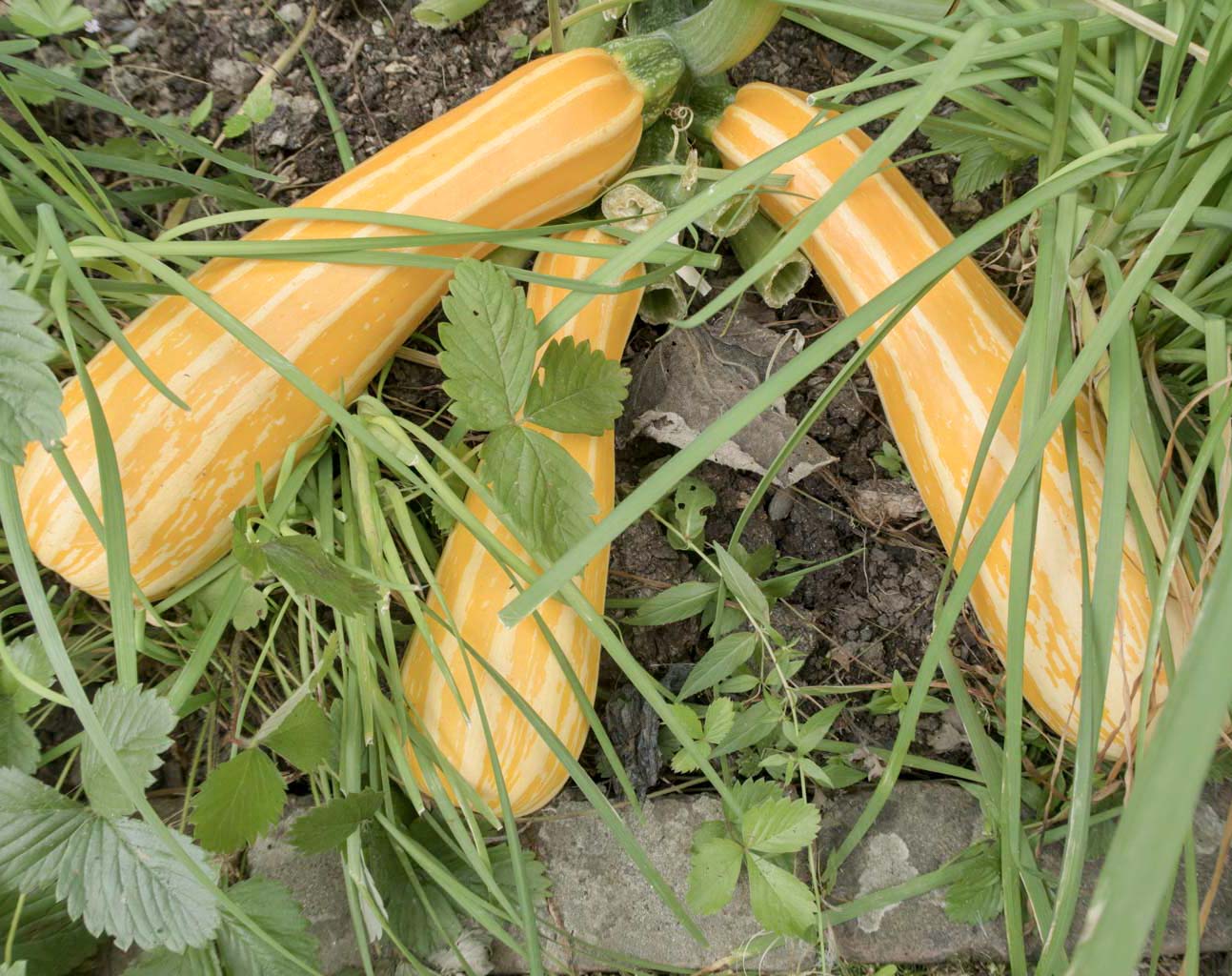 three yellow with white striped courgetts from sunstripe seeds grown organically