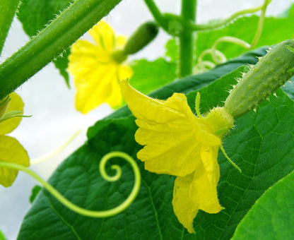 Cucumber Seeds - Carmen F1