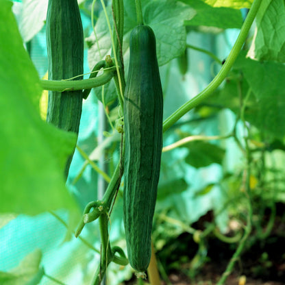 Cucumber Seeds - Carmen F1