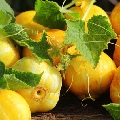 Cucumber Seeds - Crystal Lemon