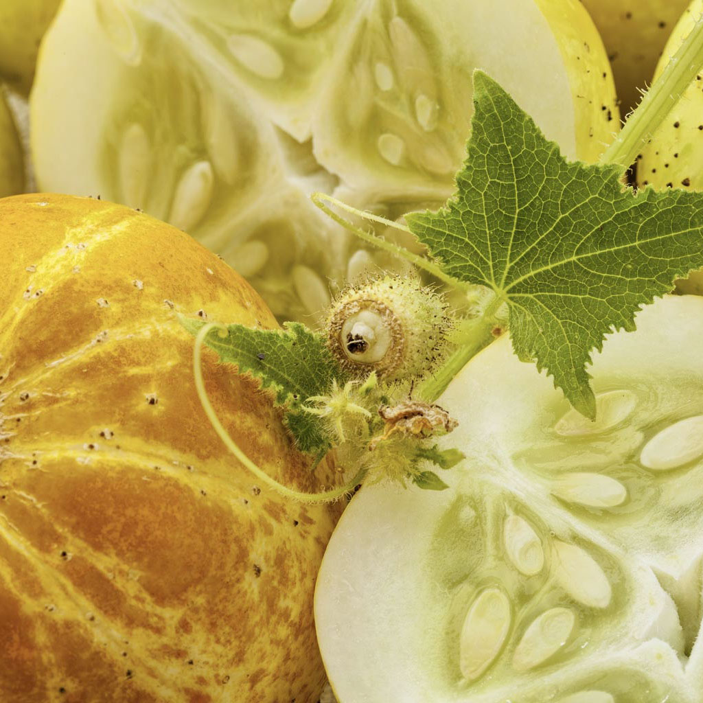Cucumber Seeds - Crystal Lemon