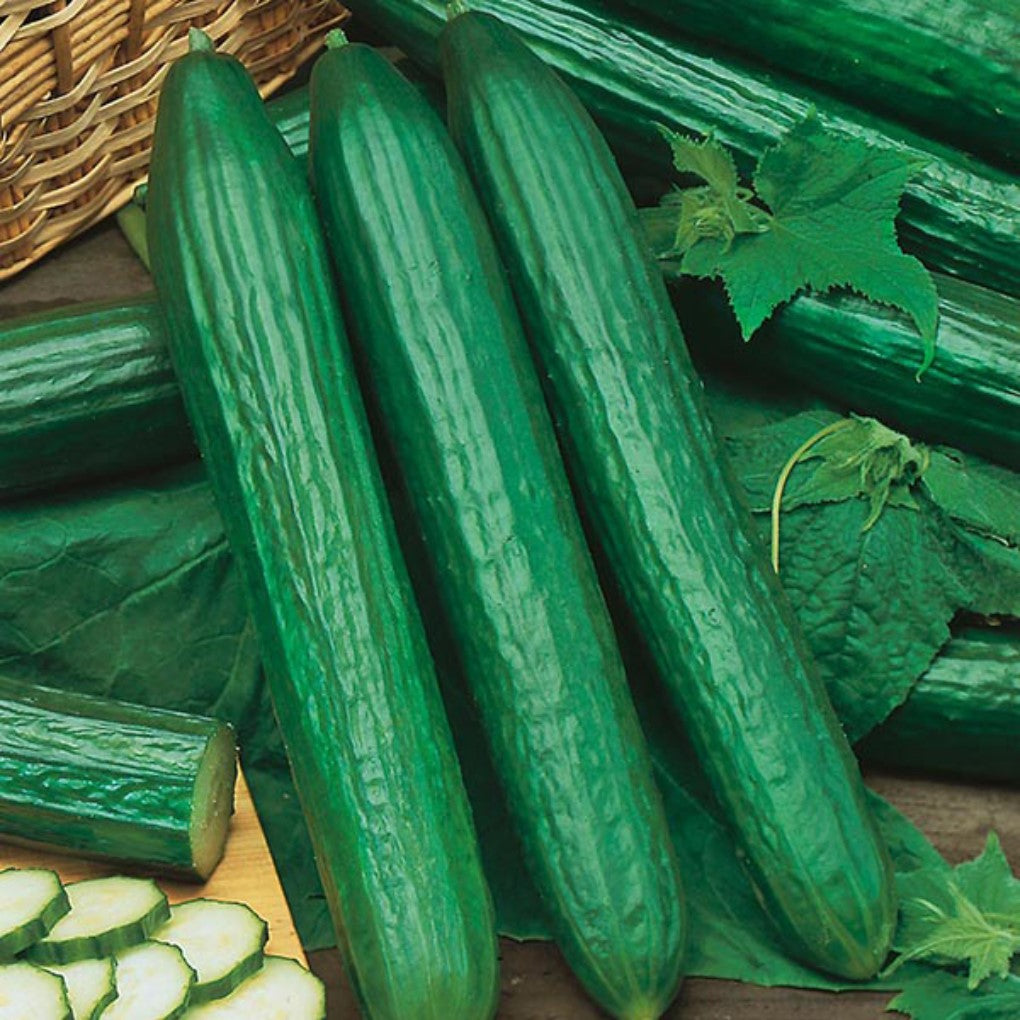 Cucumber Seeds - Telegraph Improved