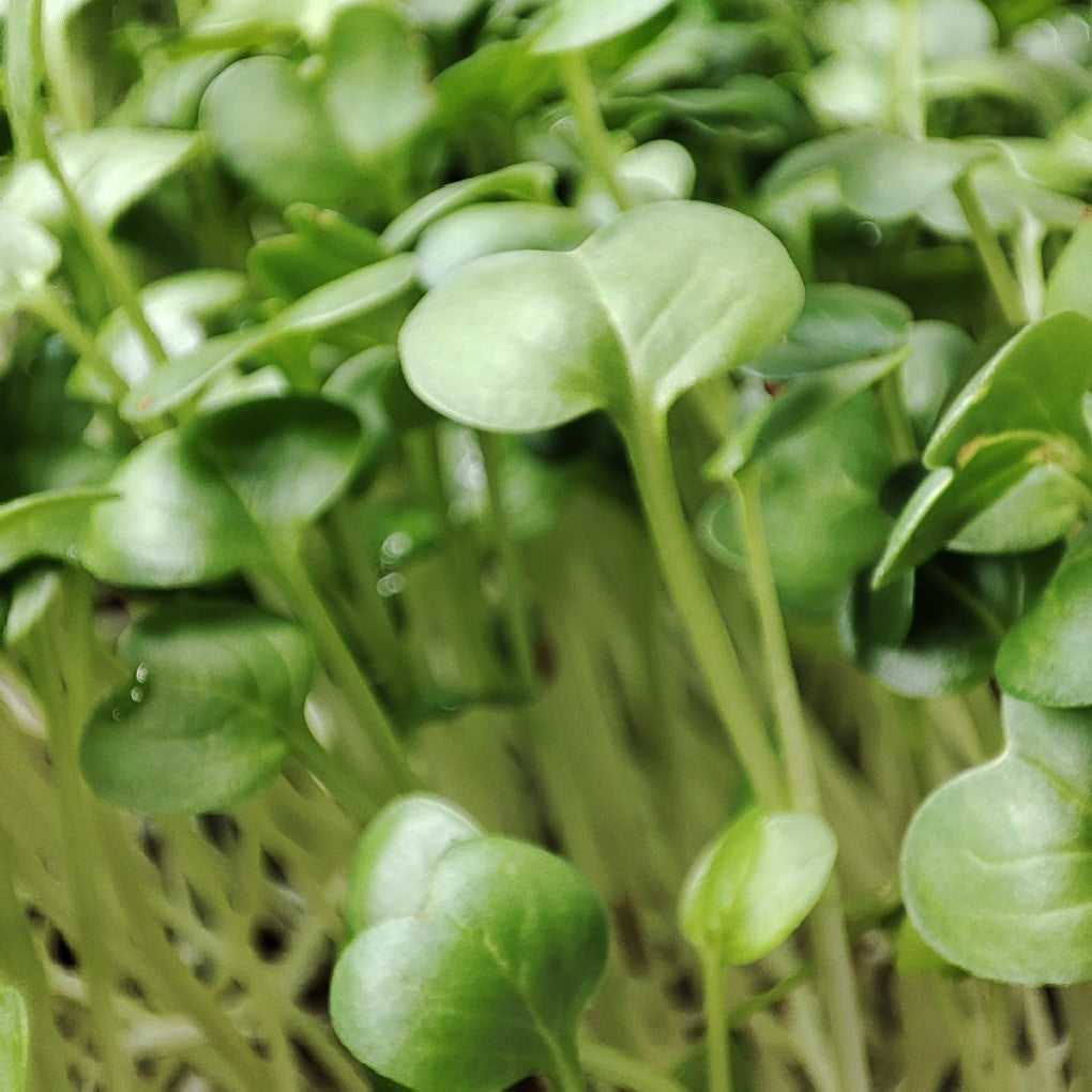 Organic Radish Microgreen & Sprouting Seeds (Daikon)