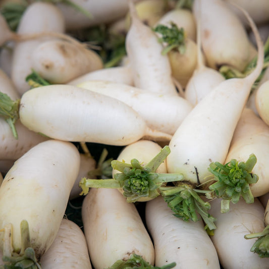 Organic Radish Seeds - Daikon