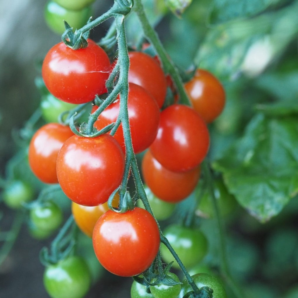 Tomato Seeds - Gardeners Delight