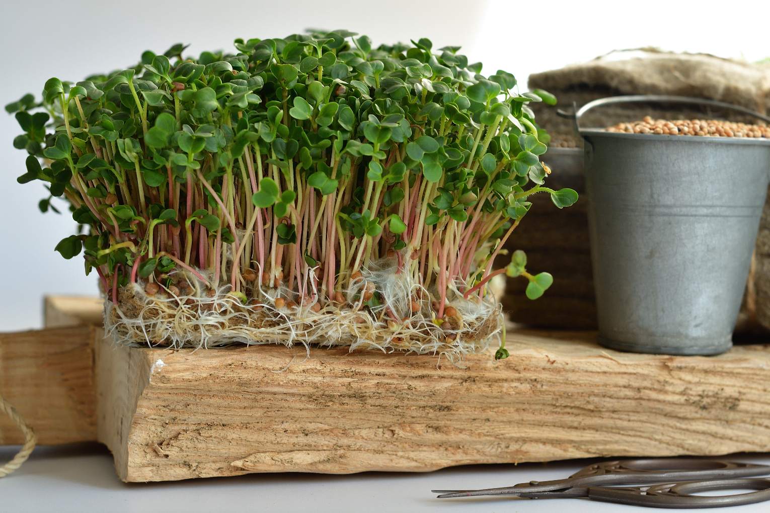 microgreens growing on hemp mats, a metal bucket of organic microgreen seeds on a wooden cutting board