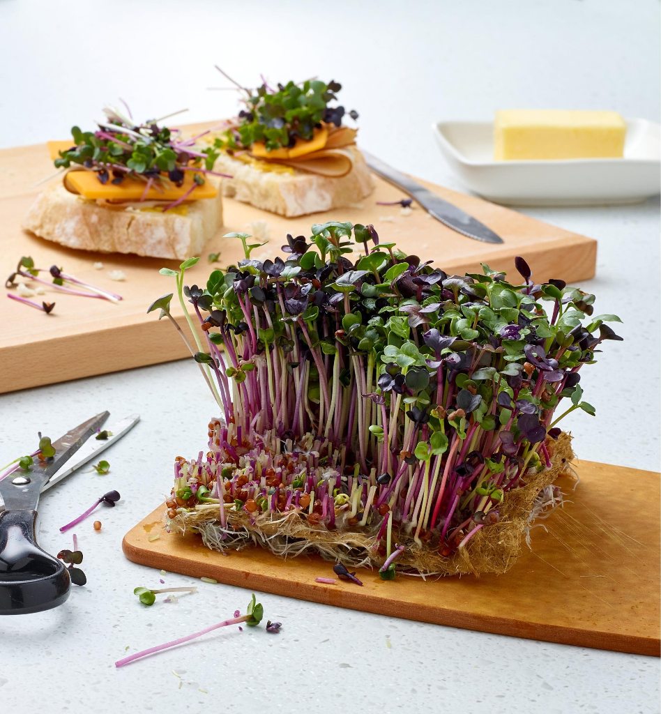 purple microgreens growing on organic hemp