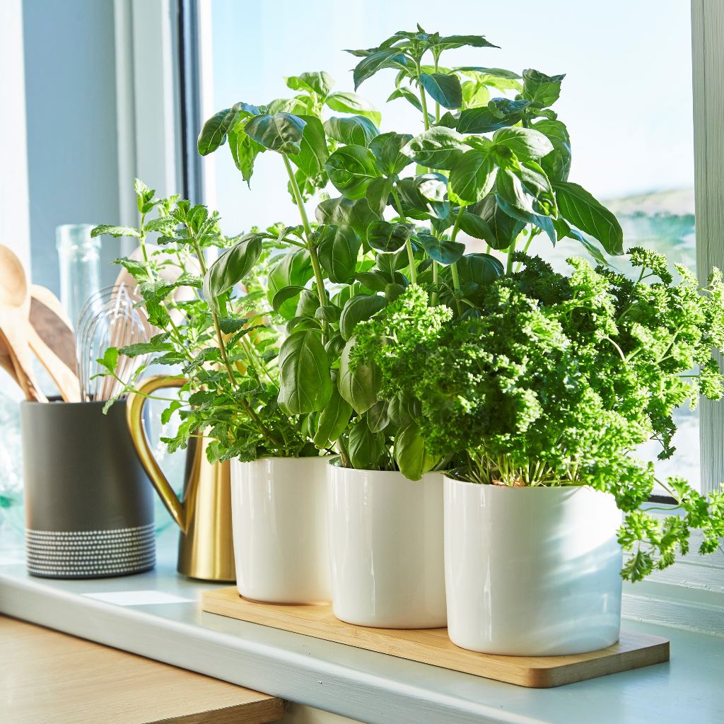 three white ceramic herb pots an a bamboo base on a kitchen window with herbs growing in them