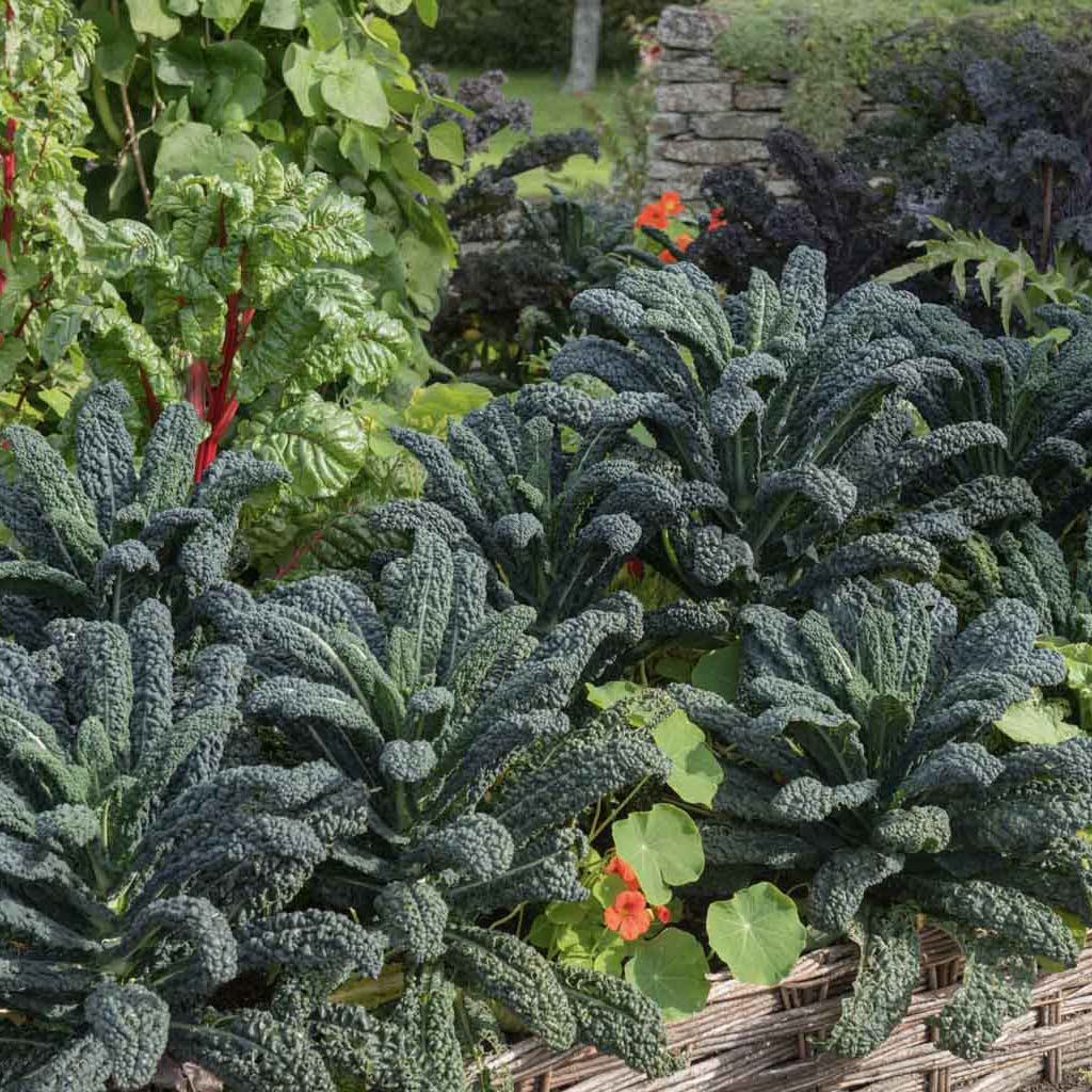 covolo nero kale grown in a garden boarder with nasturtiums and swiss chard