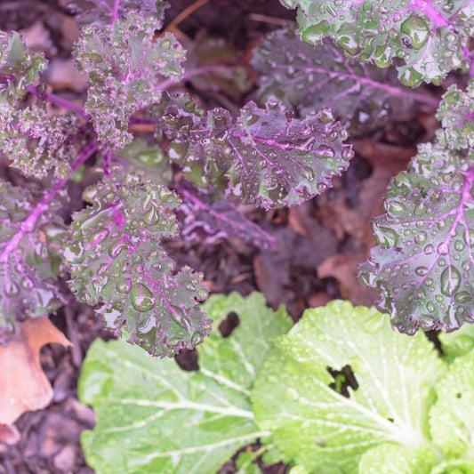 rain drops on a red russian kale plant
