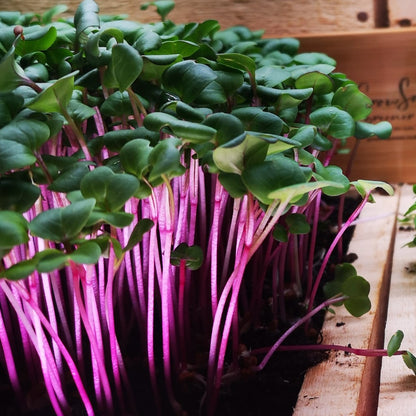 Organic Red Kohlrabi | Pink Kale | Microgreen and Sprouting Seeds
