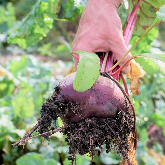 Organic Kohlrabi Seeds - Red Cardinal