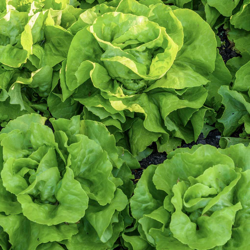 three green buttercrunch lettuce heads