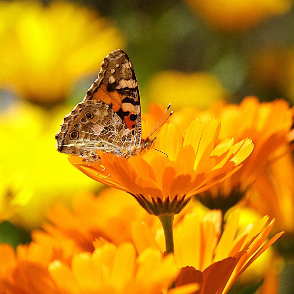 a butterfly sits in a yellow english marigold flower