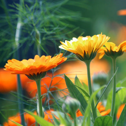 english pot marigolds