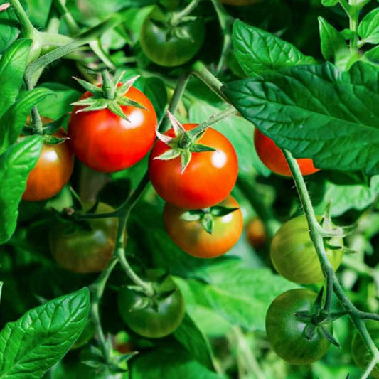 Organic Tomato Matina
