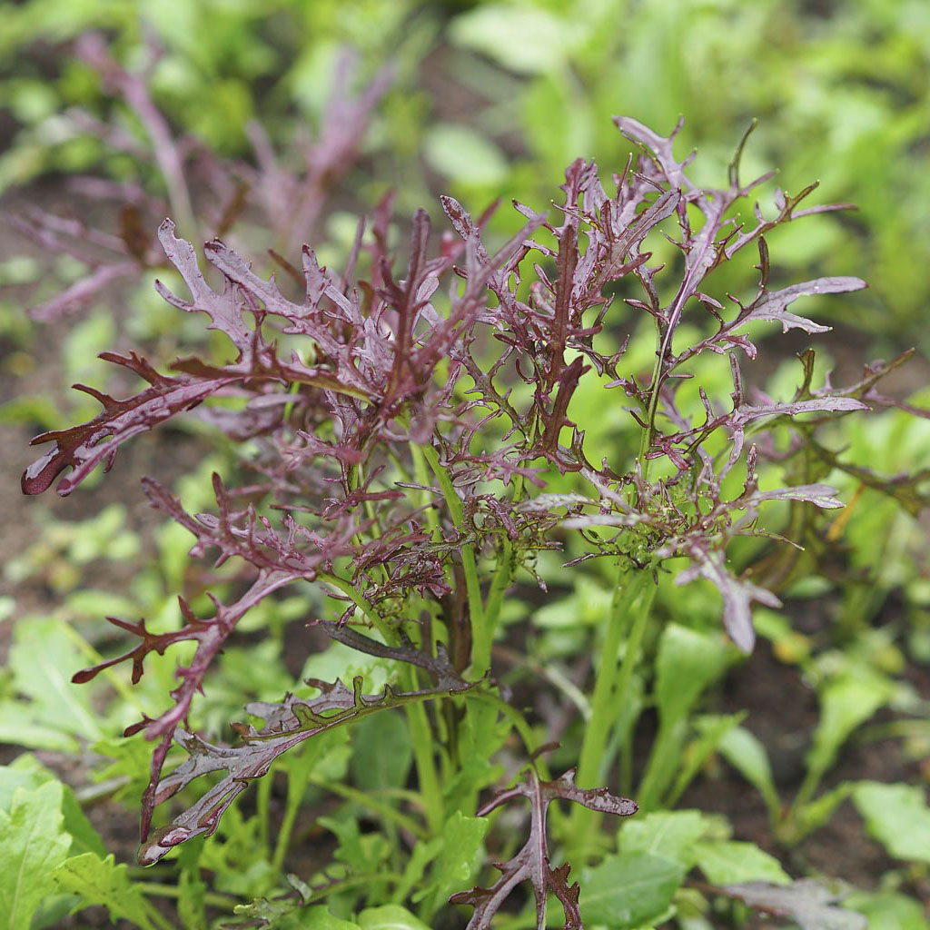 red frilly leaves of the red mizuna plant