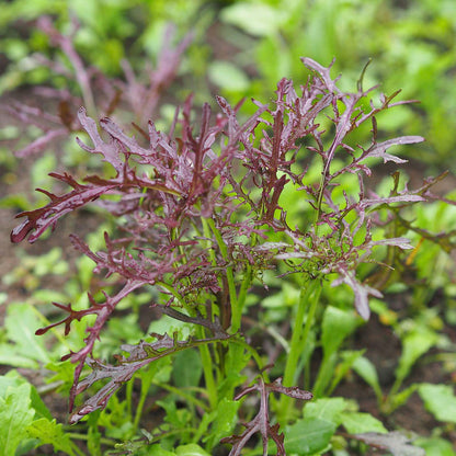 red frilly leaves of the red mizuna plant