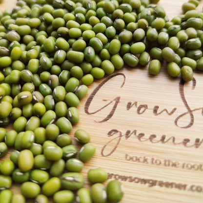 organic mung bean sprouting seeds uk