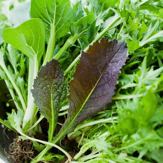 two red mustard leaves sit on a green salad