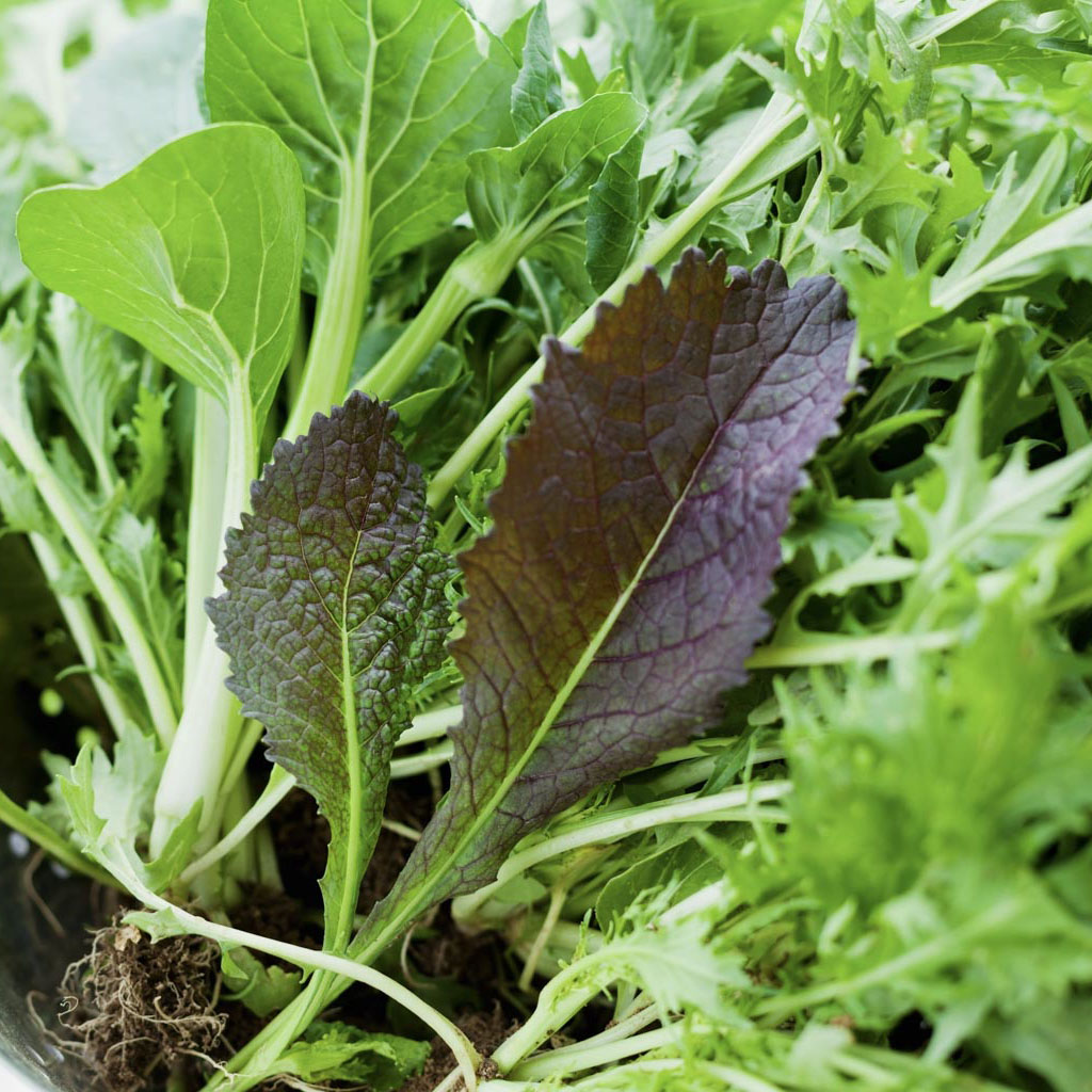 two red mustard leaves sit on a green salad