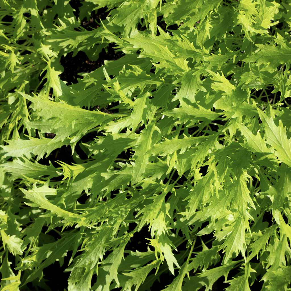 green mizuna leaves growing in the sun