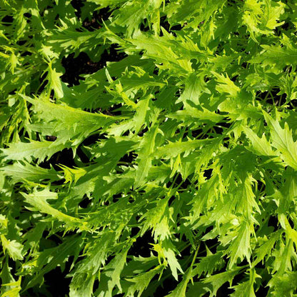 green mizuna leaves growing in the sun