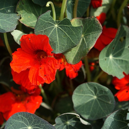 a nasturtium plant growing in the uk. red flowers and round leaves