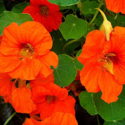 Nasturtium Seeds - Tom Thumb