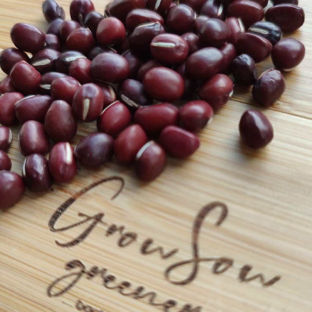 Organic Adzuki Bean Microgreen & Sprouting Seeds