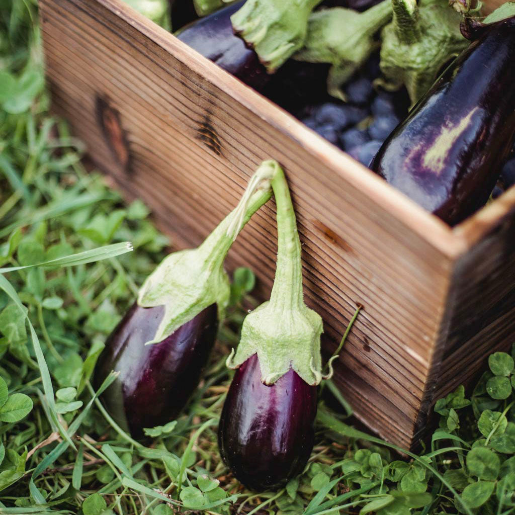 harvesting aubergines in a wooden box