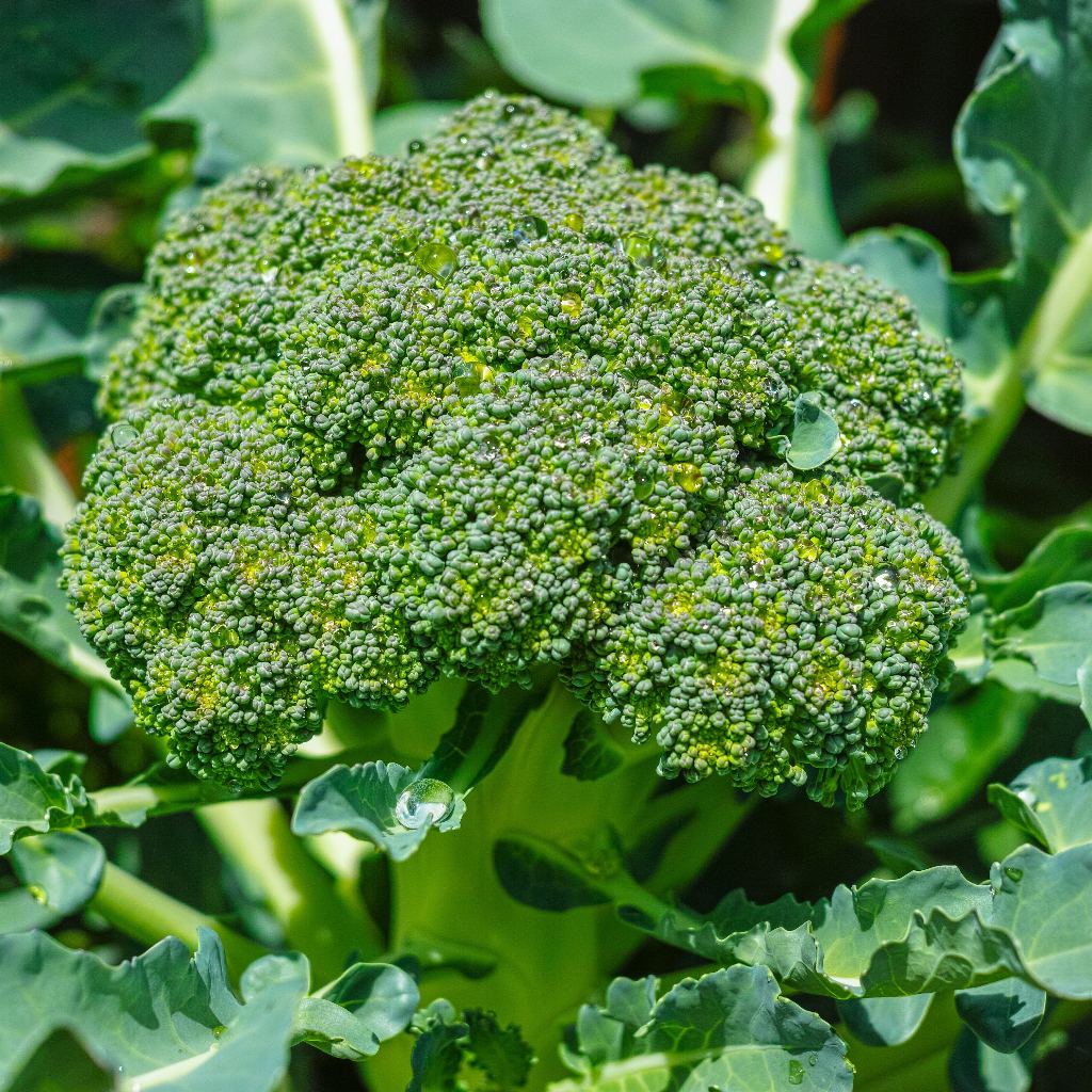 a head of the vegetable broccoli calabrese