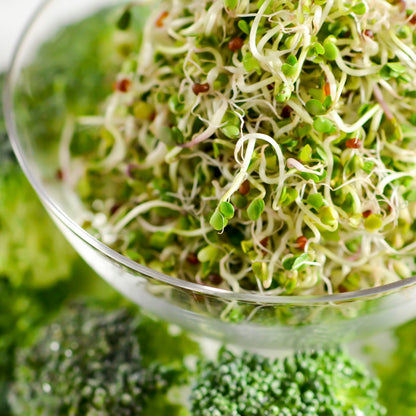 broccoli sprouting seeds calabrese don vito