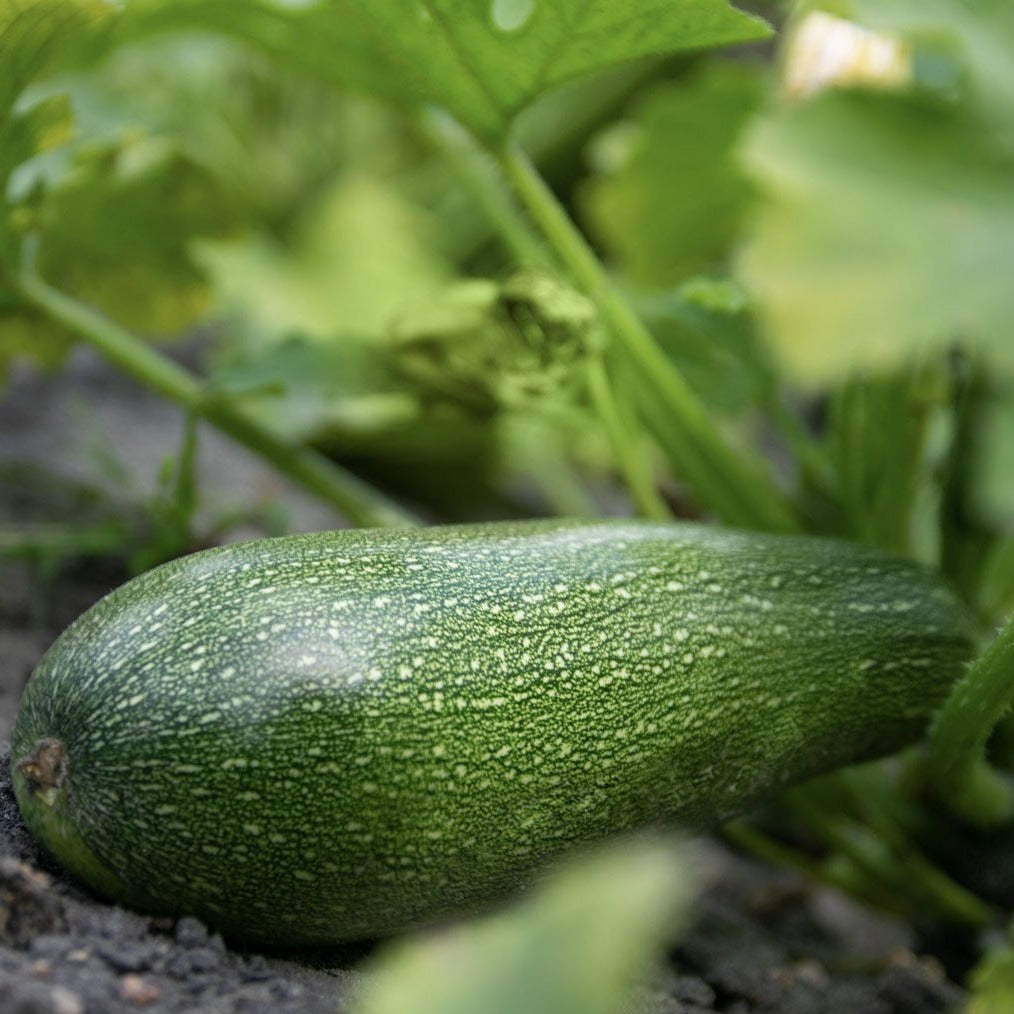 large green courgette growing