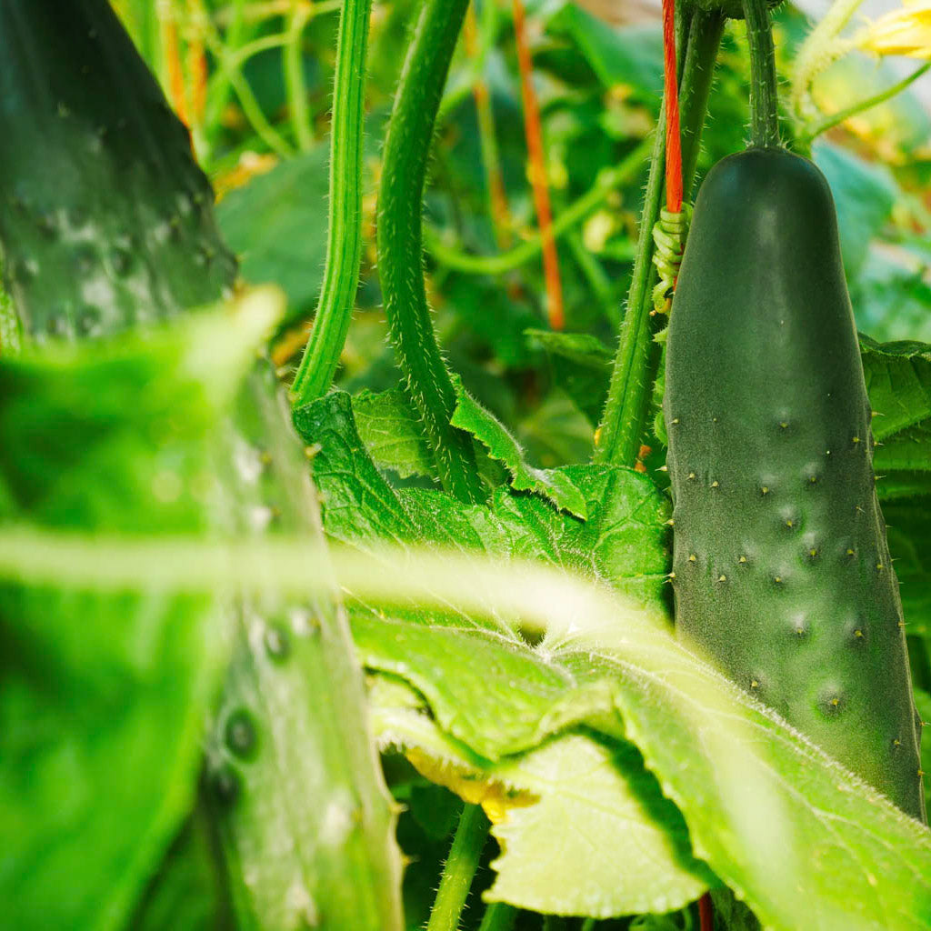 Organic Cucumber Seeds - Marketmore