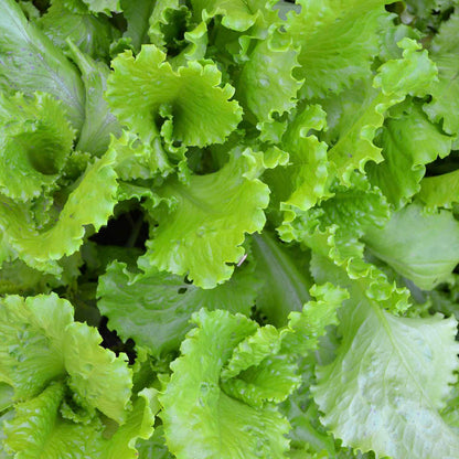 Organic Lettuce Seeds - Salad Bowl Green