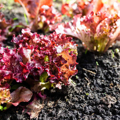 red lettuce growing in black soil