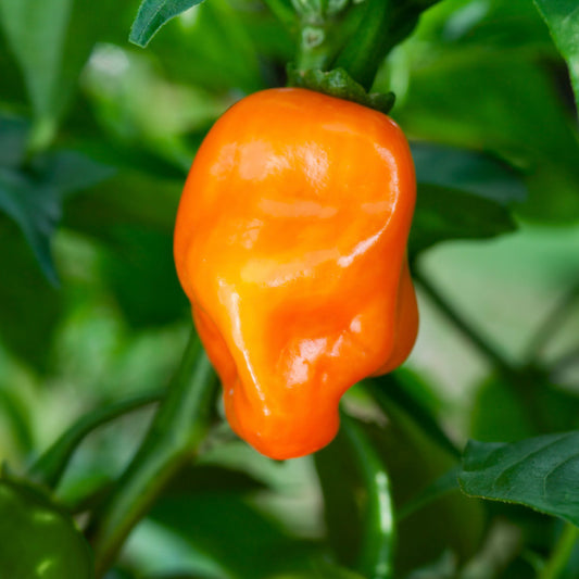 a shiny orang habanero pepper on green plant background