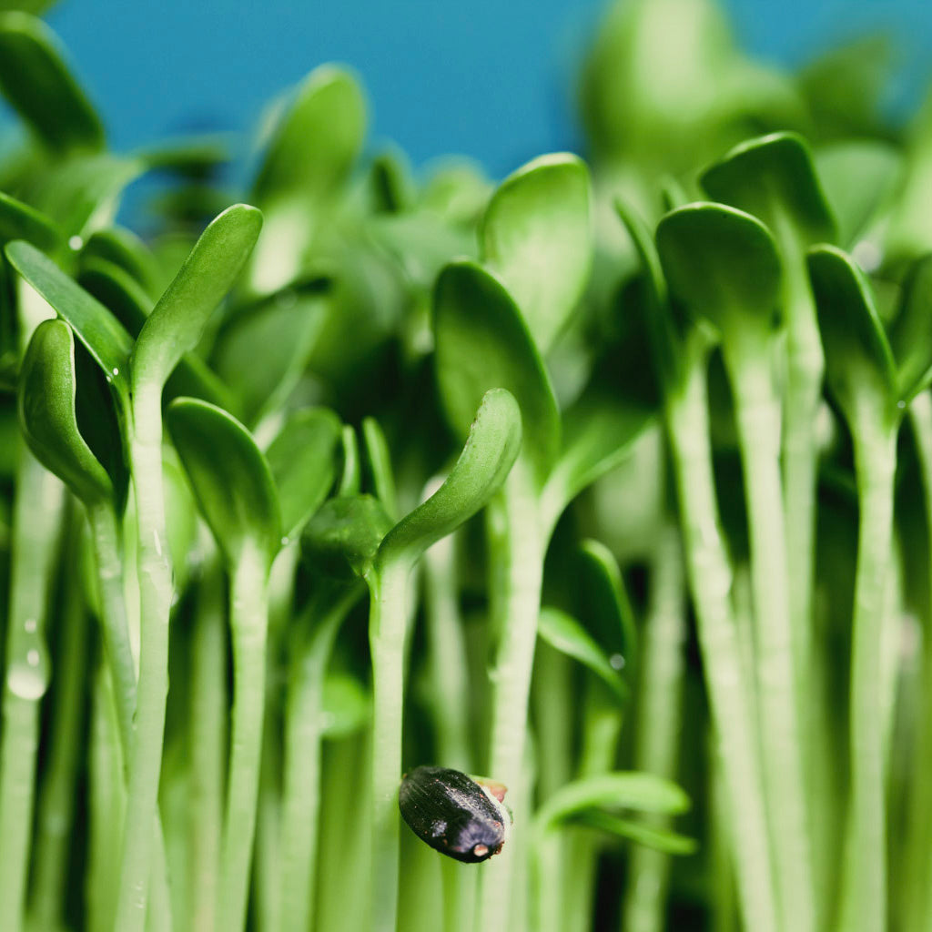 sunflower microgreen shoots