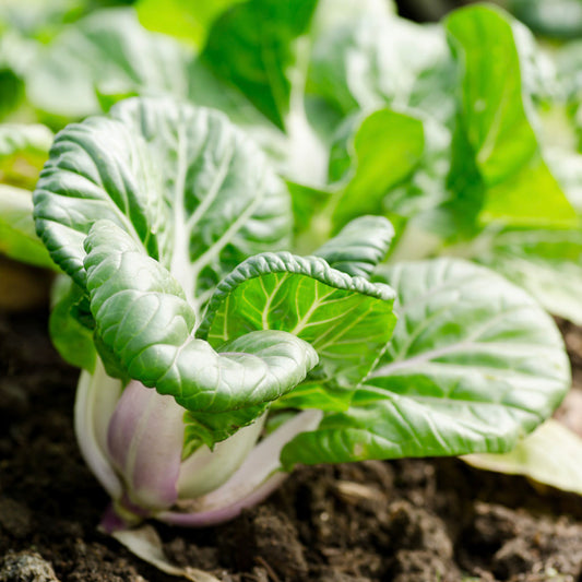 pak choi plant with white stem and green leaves