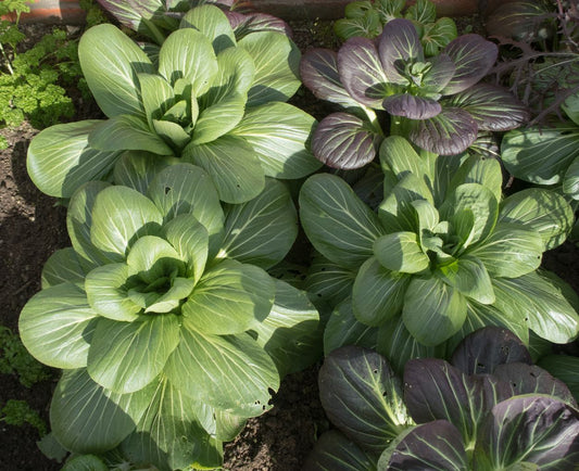 reg and green pak choi vegetables growing uk