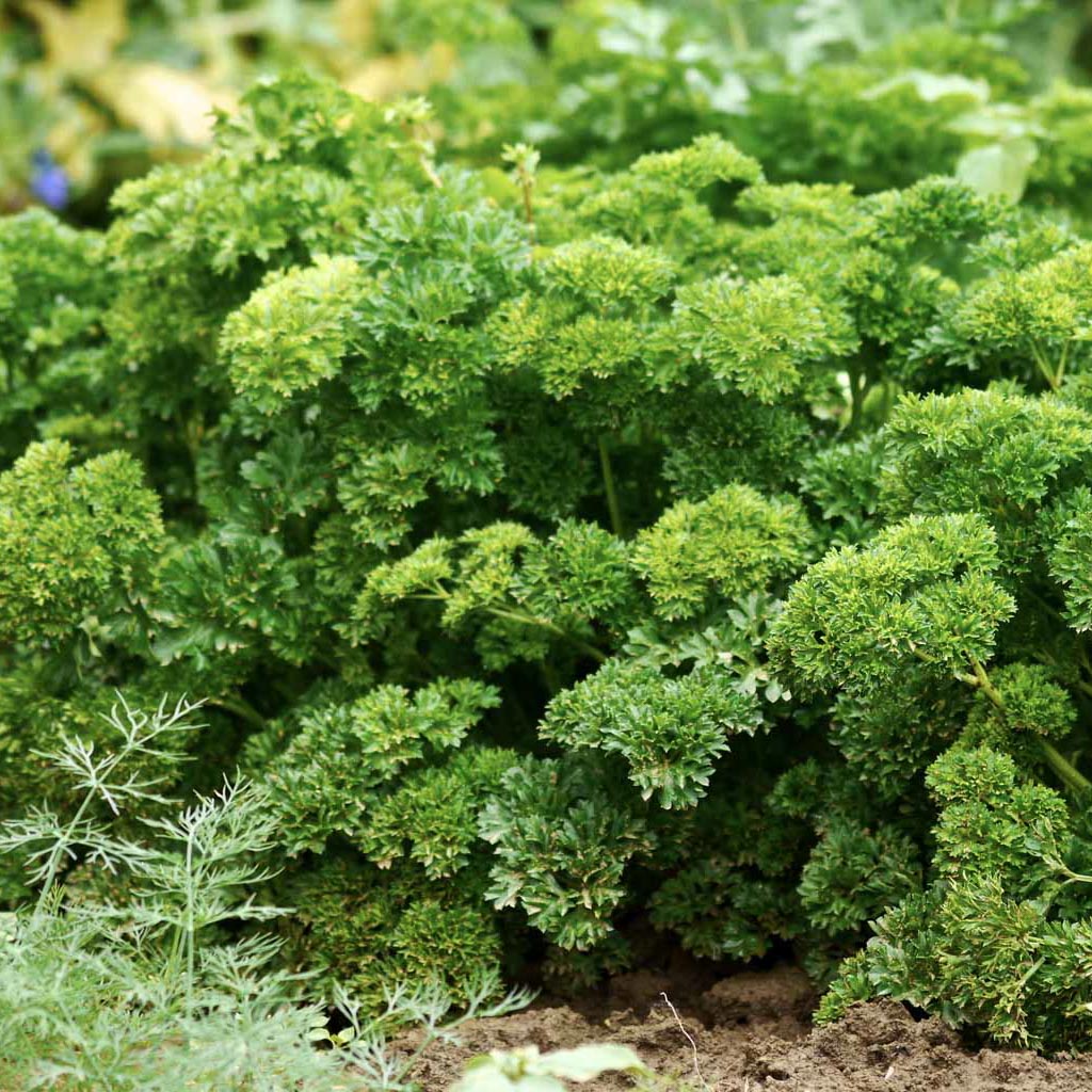 curly parsley growing in the herb garden