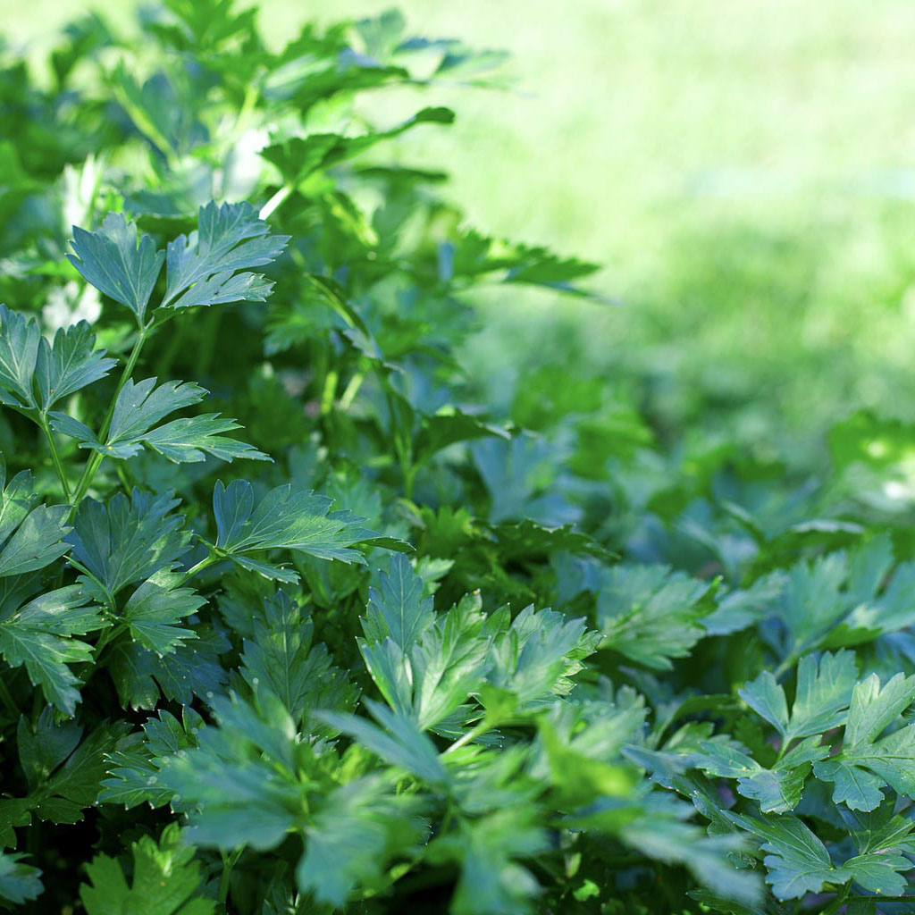italian giant flat leaf parsley