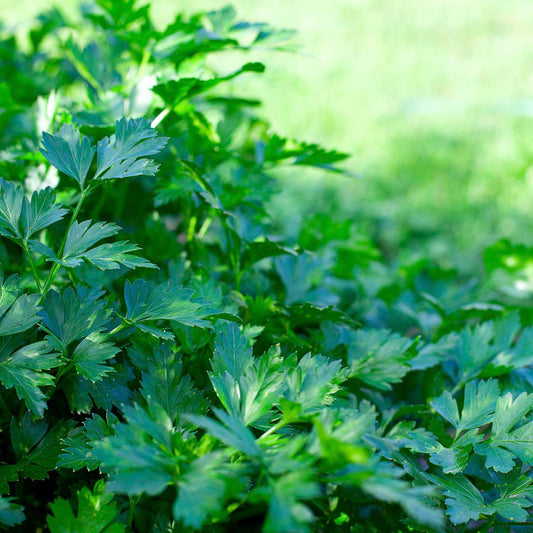 italian giant flat leaf parsley